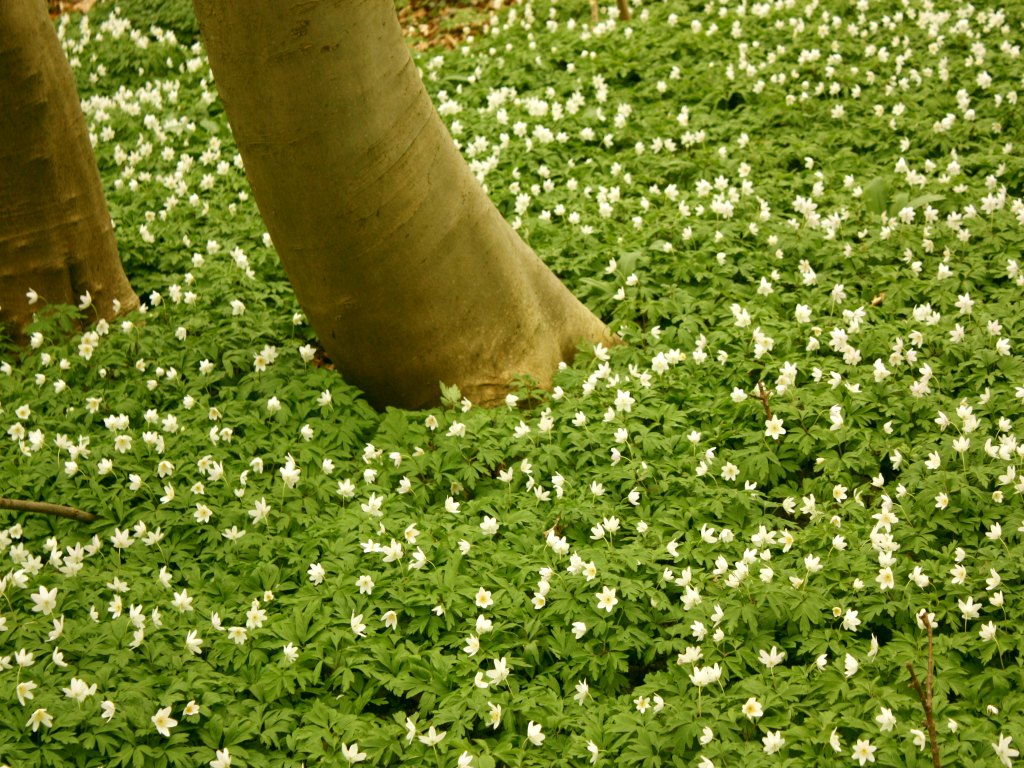 Frühlingsaspekt im NSG Eldena(Foto: T. Scharnweber)